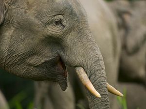 Di Hutan Kalimantan Ada Gajah Terkecil di Dunia