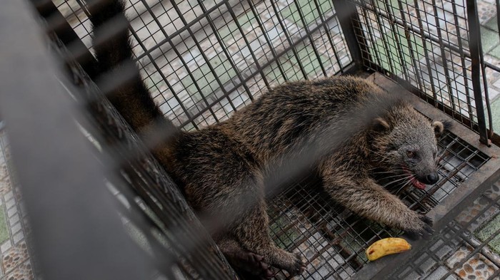 Binturong Jantan Dilepasliarkan Setelah Dievakuasi di Banten
