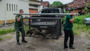 Binturong Masuk Permukiman, Satwa Dilindungi Dievakuasi untuk Rehabilitasi