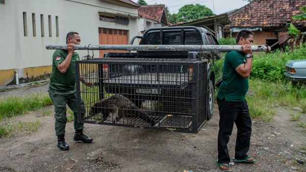Binturong Masuk Permukiman, Satwa Dilindungi Dievakuasi untuk Rehabilitasi