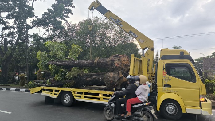 Wali Kota Pekanbaru Terbitkan SE Larang Penebangan Pohon