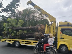 Walkot Pekanbaru Terbitkan SE Larang Tebang Pohon, Ajak Masyarakat Menanam