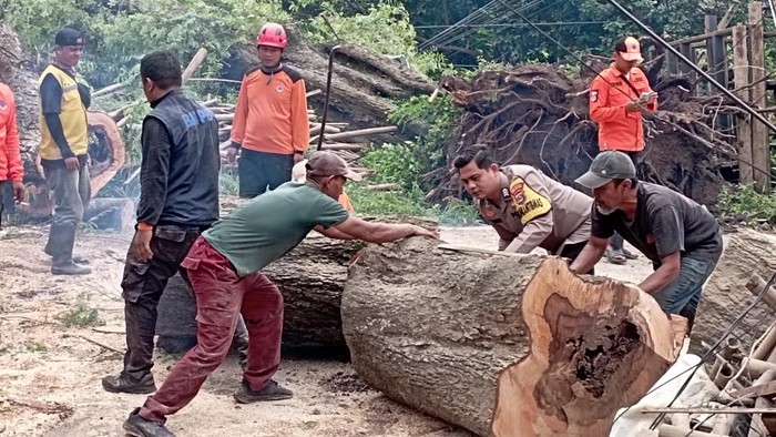 2 Pohon Asam Tua Tumbang Timpa 3 Bangunan di Serang, 1 Orang Terluka
