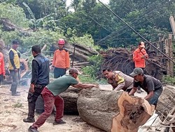 2 Pohon Asam Tua Tumbang Timpa 3 Bangunan di Serang, 1 Orang  Terluka
