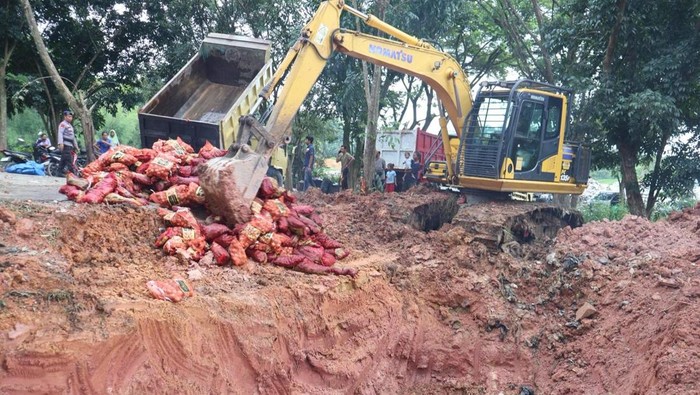 Polres Pelalawan Musnahkan 22 Ton Bawang Ilegal Melalui Penyelundupan