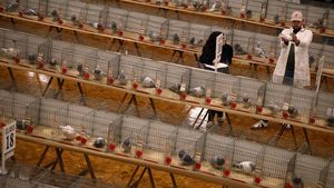 Ribuan Merpati Pos Unjuk Gigi di Ajang Bergengsi Blackpool