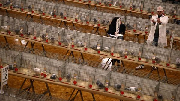 Ribuan Merpati Pos Unjuk Gigi di Ajang Bergengsi Blackpool