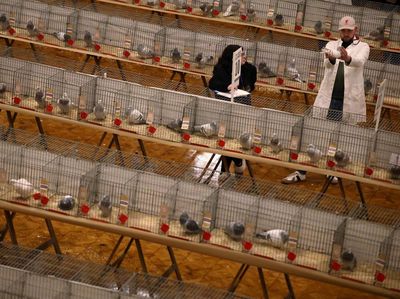 Ribuan Merpati Pos Unjuk Gigi di Ajang Bergengsi Blackpool