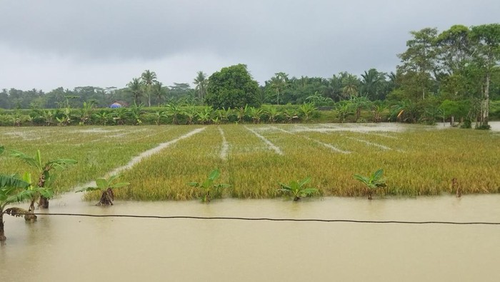 4.794 Hektare Sawah di Pandeglang Terendam Banjir, Petani Gagal Panen