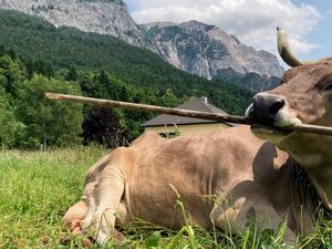 Kisah Veronika, Sapi Cerdas yang Mahir Gunakan Alat