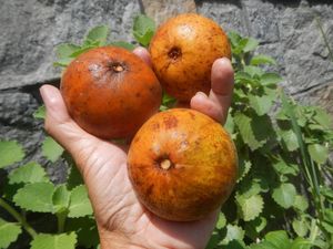 dr Tan Bicara Nutrisi Buah Kecapi yang Viral Diprotes gegara Jadi Menu MBG