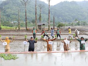 280 Hektare Sawah di Bontocani Bone Jadi Percontohan Padi Tanpa Pupuk Kimia
