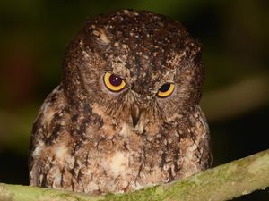 Burung Hantu Manguni Ditembak Mati di Belu NTT, Ini Ciri dan Habitatnya