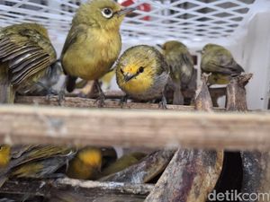 Penyelundupan 7.355 Burung di Pelabuhan Padangbai Terbongkar, 1 Sopir Kabur