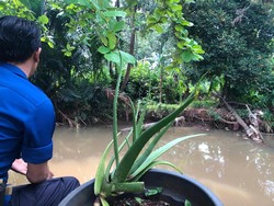Viral Buaya Muncul di Sekitar SMAN 5 Depok, Damkar Cek Lokasi