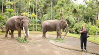 Tak Hentikan Gajah Tunggang, Mason Elephant Park Terancam Dilaporkan ke Kemenhut