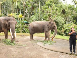 Tak Hentikan Gajah Tunggang, Mason Elephant Park Terancam Dilaporkan ke Kemenhut