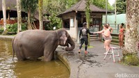 Diprotes Aktivis Hewan, Atraksi Gajah Tunggang di Bali Masih Dibuka