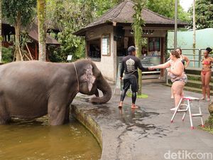 Diprotes Aktivis Hewan, Atraksi Gajah Tunggang di Bali Masih Dibuka