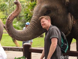 Kisruh Tunggang Gajah Mason Elephant Park Meski Sudah Kena SP