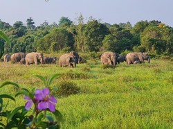 Prabowo Soroti Konflik Gajah-Manusia di Way Kambas, Gubernur Dorong Pembatas
