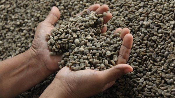 Kopi Medan Tembus Pasar Dunia, Ekspor 38 Ton per Bulan