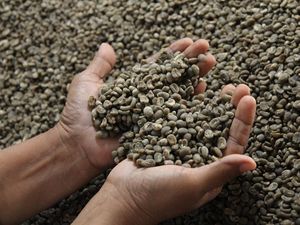 Kopi Medan Tembus Pasar Dunia, Ekspor 38 Ton per Bulan