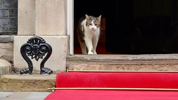 Larry the Cat menyambut kedatangan Presiden Prabowo di Downing Street London, Inggris. (Foto: Muchlis Jr - Biro Pers Sekretariat Presiden)