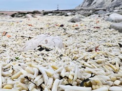 Bukan Sulap Bukan Sihir, Pantai Ini Jadi Lautan Kentang Goreng
