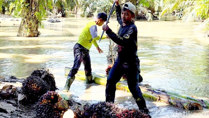 Banjir Telah Pergi, Jejaknya Tertinggal di Kehidupan Petani Sawit Aceh