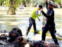 Banjir Telah Pergi, Jejaknya Tertinggal di Kehidupan Petani Sawit Aceh