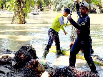 Banjir Telah Pergi, Jejaknya Tertinggal di Kehidupan Petani Sawit Aceh