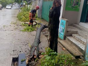 Pohon Tumbang di Bogor Akibat Hujan dan Angin Kencang