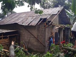 2 Rumah di Pasuruan Rusak Tertimpa Pohon Randu
