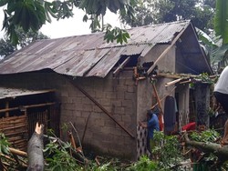 2 Rumah di Pasuruan Rusak Tertimpa Pohon Randu