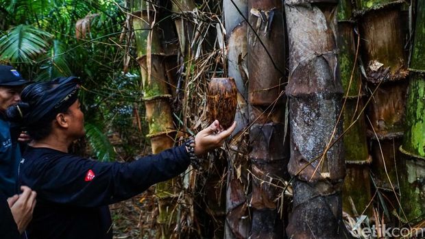 Tahura Pancoran Mas, Sisa Hutan Alami yang Bertahan di Tengah Kota Depok Suasana Taman Hutan Raya (Tahura) Pancoran Mas di Kota Depok, Jawa Barat, Rabu (21/1/2026), yang tetap asri meski berada di tengah kawasan permukiman padat.