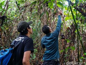 Kisah Monyet yang Gemar Nonton Bola di Cagar Alam Depok