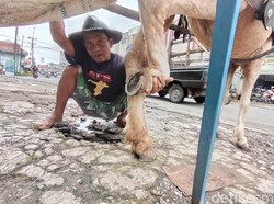 Eksistensi Delman dan Punahnya Profesi Farrier di Kota Tasikmalaya
