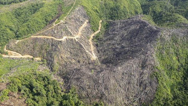 Alih Fungsi Lahan Ancam Kawasan Rehabilitasi Orangutan Sumatra