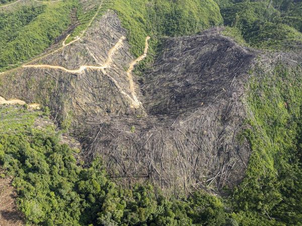 Alih Fungsi Lahan Ancam Kawasan Rehabilitasi Orangutan Sumatra