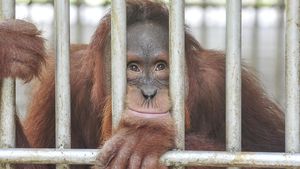 Bentang Alam Bukit Tigapuluh, Rumah Harapan Orangutan Sumatra