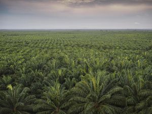 Anak Usaha Astra Agro Bayar Denda Rp 571 M ke Satgas PKH