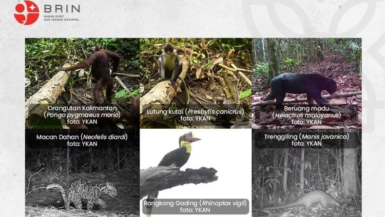 Kamera Jebak Ungkap Kejutan Hutan Kaltim: Penampakan Langka Orangutan dan Macan Dahan