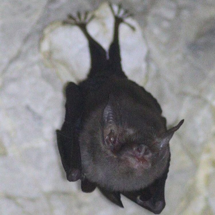 Mengungkap Sang Juara Mungil: Mamalia Terkecil Dunia Bersembunyi di Tetangga Indonesia