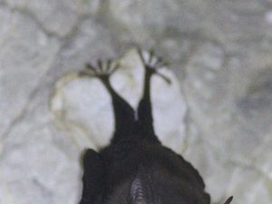 Ini Mamalia Terkecil di Dunia! Tinggalnya di Tetangga Indonesia