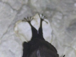 Ini Mamalia Terkecil di Dunia! Tinggalnya di Tetangga Indonesia