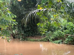 SMAN 5 Depok Minta Lisa Buaya 1,5 Meter Dievakuasi, Khawatir Serang Siswa