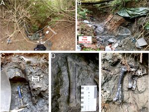 Temuan Fosil Dinosaurus Bertumpuk, Kok Bisa Tumpang Tindih?