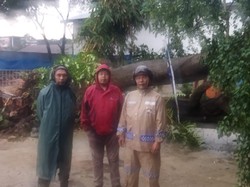 Pohon Beringin Tumbang Timpa Bangunan Usai Hujan Deras di Ciputat