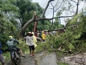 Banjir-Angin Kencang di Bima, 1 Mahasiswa Tewas Tertimpa Pohon Tumbang